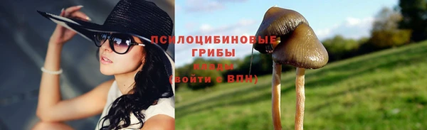 прущие грибы Горняк